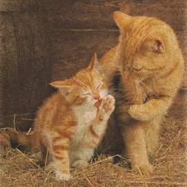 Puzzle 500 Ginger Cats