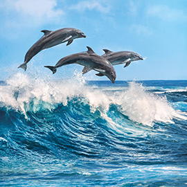 Puzzle 500 Dolphins
