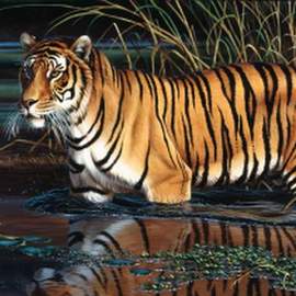Puzzle 1000 Tigr