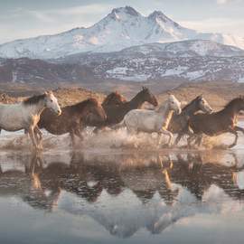 Puzzle 1000 Horses in Cappadocia